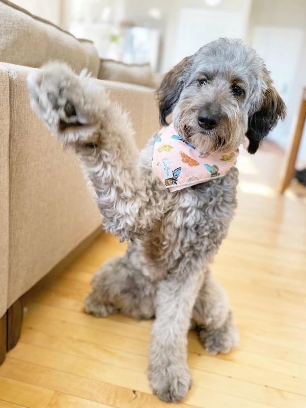 Lucy & Co.: Yara Bandana