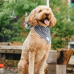 Lucy & Co.: Bandit Bandana