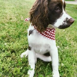 Lucy & Co.: Kennedy Bandana Arkansas Razorbacks